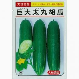きゅうり 種 【巨大太丸】 10粒