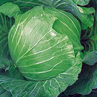 キャベツ 種 【 火星Ｈ 】 種子 ２０ｍｌ