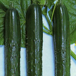 きゅうり 種 【青函白いぼ】 20ml