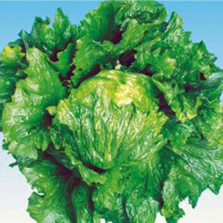 レタス 種 【 しずか 】 種子 Ｌコート五千粒ビン