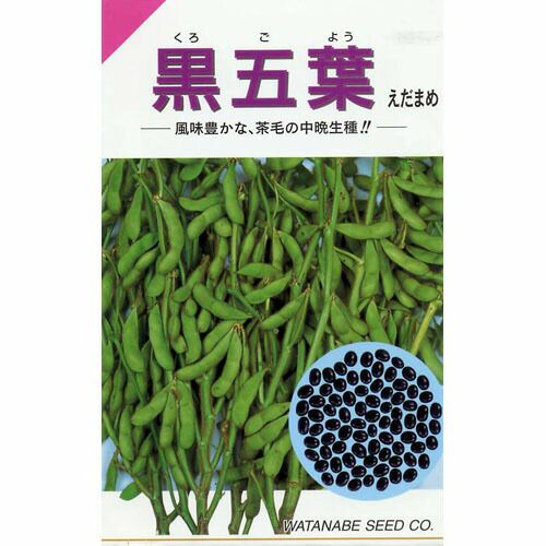 枝豆 種 【 黒五葉 (くろごよう) 】 種子