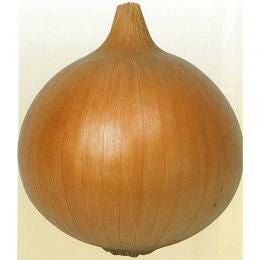 たまねぎ 種 【ハッピー501】 20ml