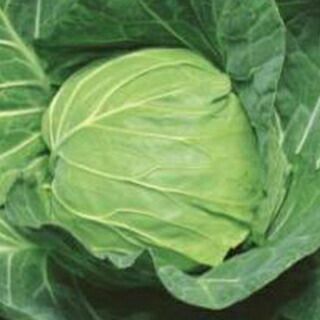 キャベツ 種 【 楽園 】 種子 20ml