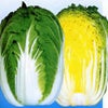 白菜 種 【 黄皇６５ 】 種子 コート（Ｌ）５千粒