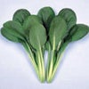 小松菜 種 【 河北 】 種子