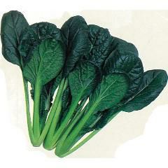 小松菜 種 【 ちぢみこまつ菜 】 種子