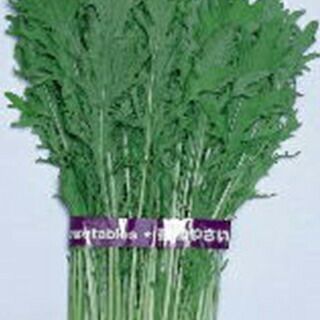 高菜・からし菜 種 【 リアスからし菜 】 種子 2dl