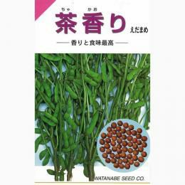 枝豆 種 【 茶香り 】 種子