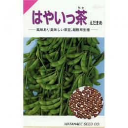 枝豆 種 【 はやいっ茶 】 種子