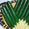 きゅうり 種 【月光】 約20粒