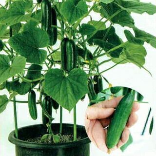 きゅうり 種 【ミニミニ千成】