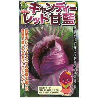 キャンディーレッド(キャベツの種) 小袋