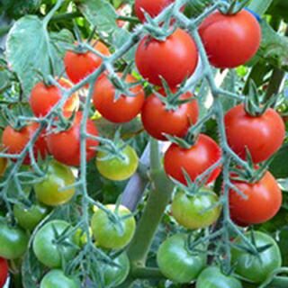 ミニトマト 種 【キャンデイーレッド】 10粒