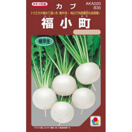 カブ 種 【 福小町 】