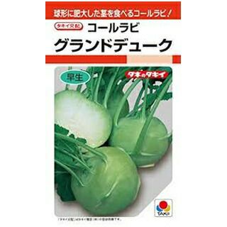 キャベツ 種 【 グランドデューク 】