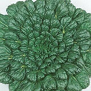 【 緑彩二号タァツァイ 】 種子 1dl