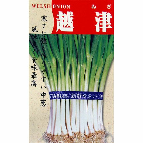 ねぎ ネギ 種 【越津中葱】 小袋 | 菜園くらぶ 種と苗と園芸資材の専門店