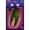 白菜 種 【 晩輝 】