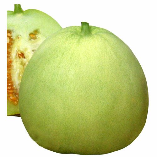 メロン 種 【ニューメロン】 約40粒