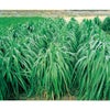 緑肥・牧草 種 【 えん麦 前進(青刈用) 】 種子 1kg