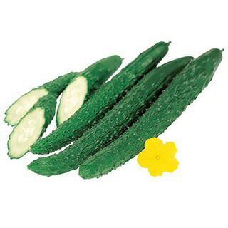きゅうり 種 【味さんご】 350粒