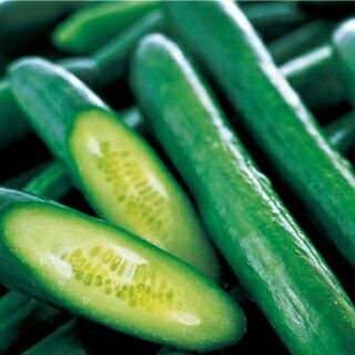 きゅうり 種 【フリーダム露地1号】 350粒