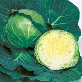 キャベツ 種 【 ジャンヌ 】