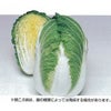 白菜 種 【 オモニ90 】 種子 20ml