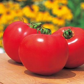大玉トマト 種 【トマト桃太郎ファイト】 100粒