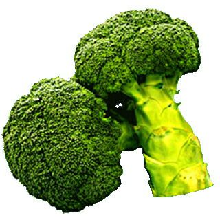 ブロッコリー 種 【 ベルスター裸種子 】 種子 裸種子２千粒