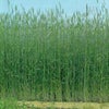 緑肥・牧草 種 【 ライ麦　ライ太郎 】 種子 1kg