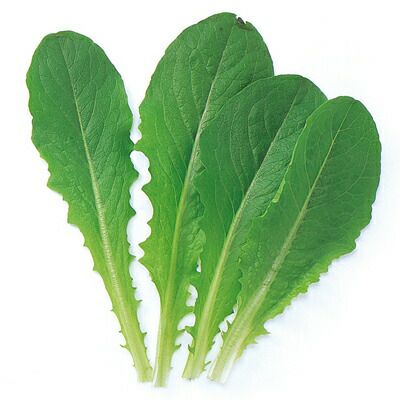 ベビーリーフ 種 【 グリーンロメイン 】 種子