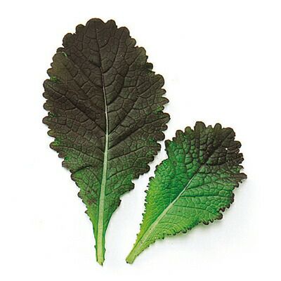 ベビーリーフ 種 【 レッドマスタード（赤大葉） 】 種子