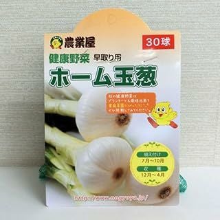 ホーム 玉ねぎ 種球 30球 【国産】 [ タマネギ 玉葱 球根 種 ] | 菜園