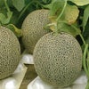 メロン 種 【タカミ】 100粒