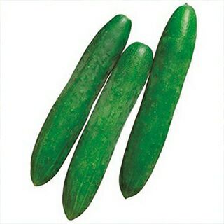 きゅうり 種 【青長系地這】 350粒