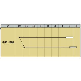 実取エンドウ 種 【ウスイ】 1L