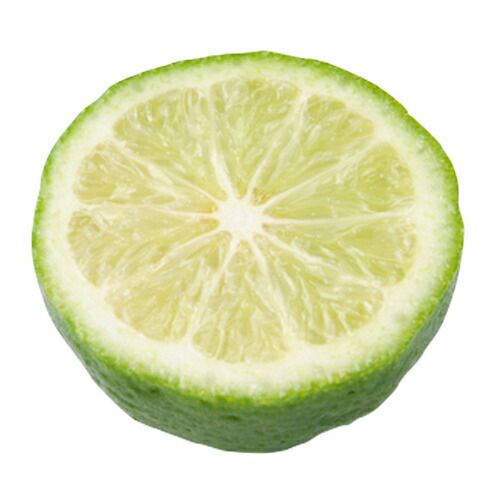 柑橘類の苗 【 ライム （バレンタインライム）】 1年生苗木