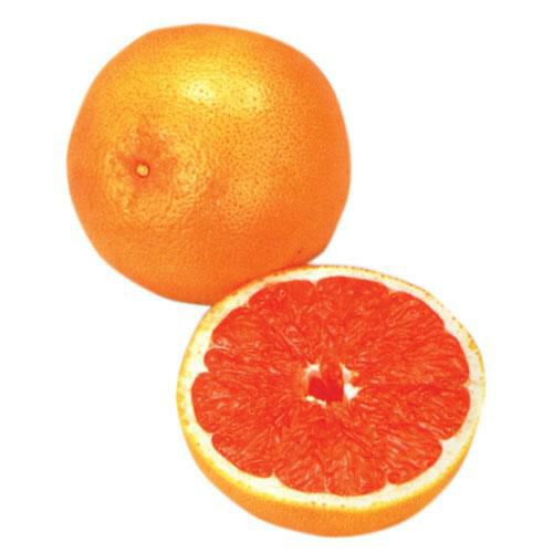 柑橘類の苗 【 グレープフルーツルビー 1年生苗木 】