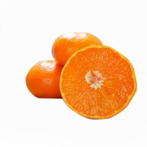 柑橘類の苗 【 せとか 1年生苗木 】