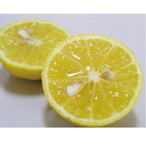 柑橘類の苗 【 黄金柑 （ おうごんかん ） 1年生苗木 】