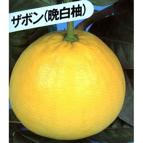 柑橘類の苗 【 晩白柚 （ ばんぺいゆ 別名： ザボン ） 1年生苗木 】