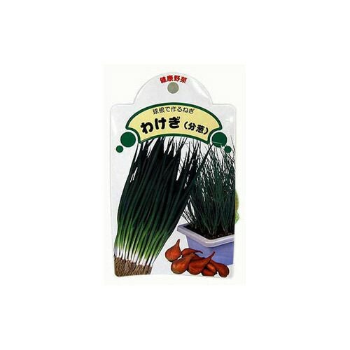 わけぎ 種球 約1kg 【国産】 [ ネギ 葱 ワケギ 分葱 球根 種 ] | 菜園