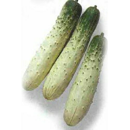 キュウリ苗 【 半白 】 苗 4本セット 【予約販売】