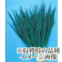 ねぎ苗 【九条ネギ 1束（約25～30本）】 | 菜園くらぶ 種と苗と園芸