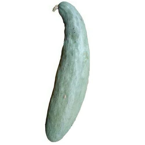 かぼちゃ苗 【 スクナカボチャ 】 苗 4本セット 【予約販売】