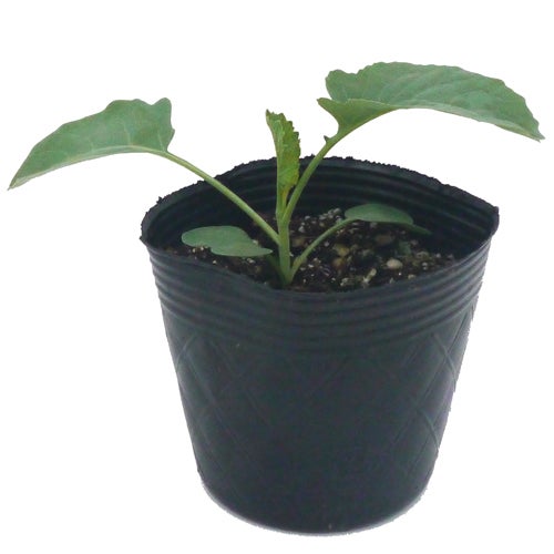 カリフラワー 苗 【美星】 苗 6本セット 【予約販売】 野菜苗