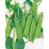 きぬさやエンドウ 種 【 あずみ野30日絹莢PMR 】 1L （ 種 野菜 野菜種子 野菜種 ）
