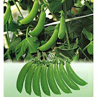 エンドウ 種 【 ニムラサラダスナップ 】 1dl （ 種 野菜 野菜種子 野菜種 ）