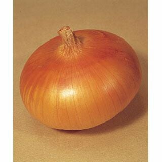 たまねぎ 種 【 貝塚早生 】 20ml
